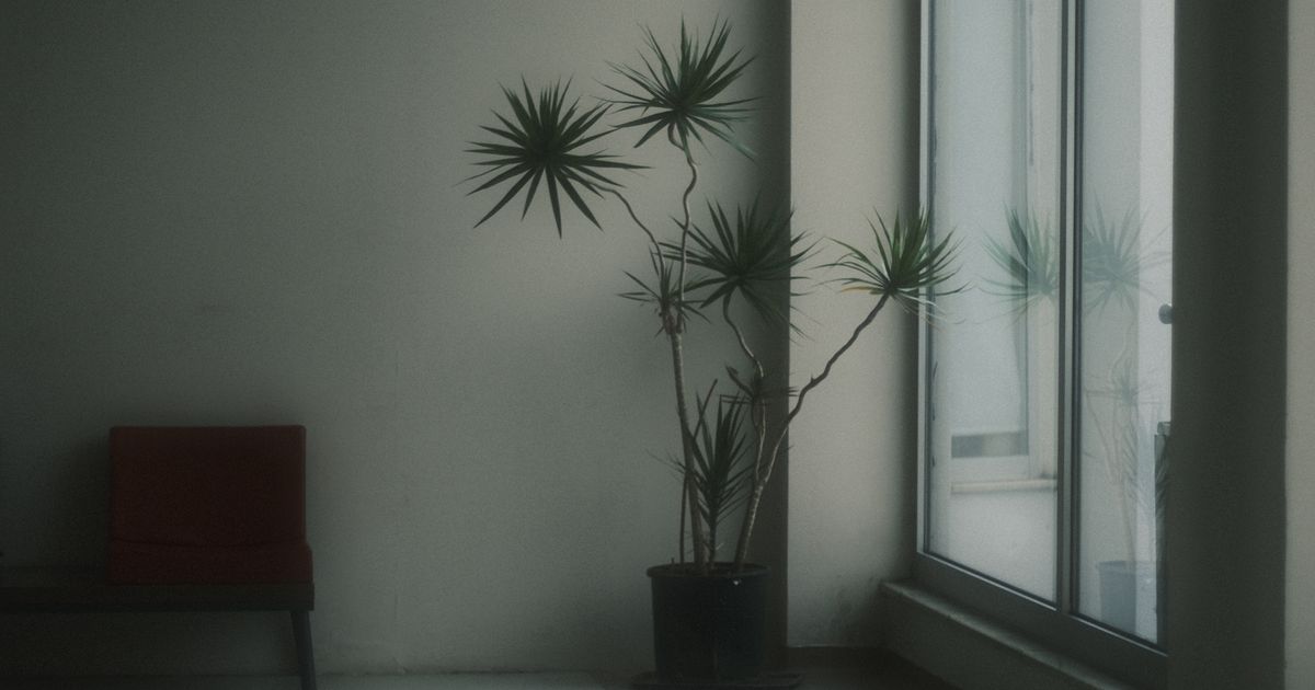 窓辺に置かれた観葉植物と静かな部屋