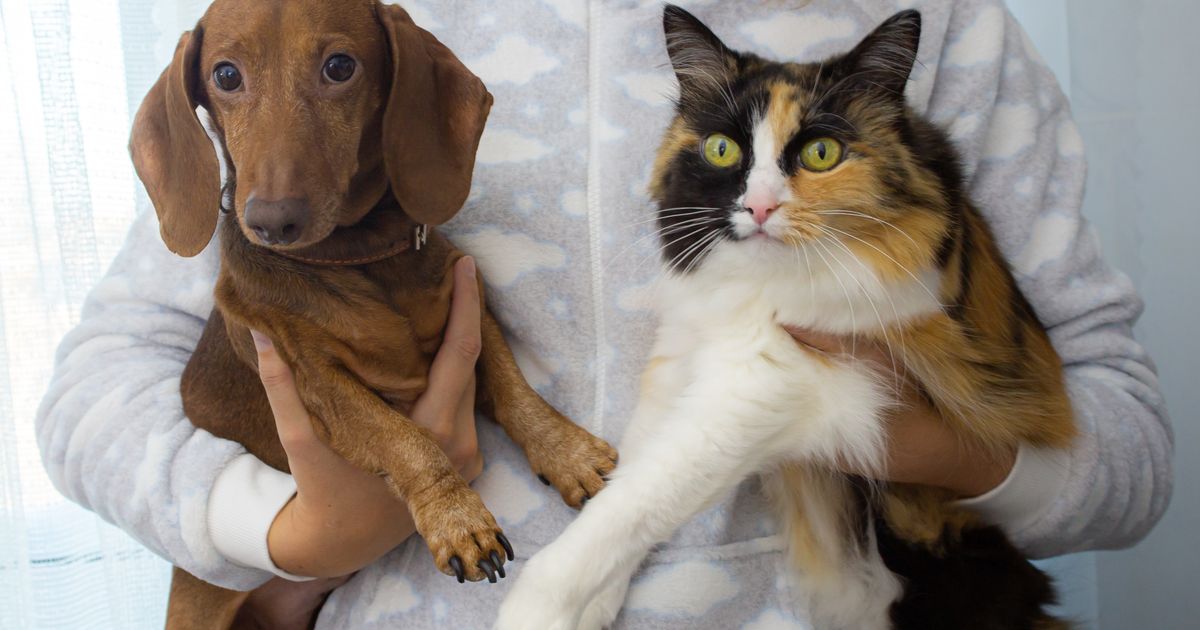 室内で過ごす犬と猫