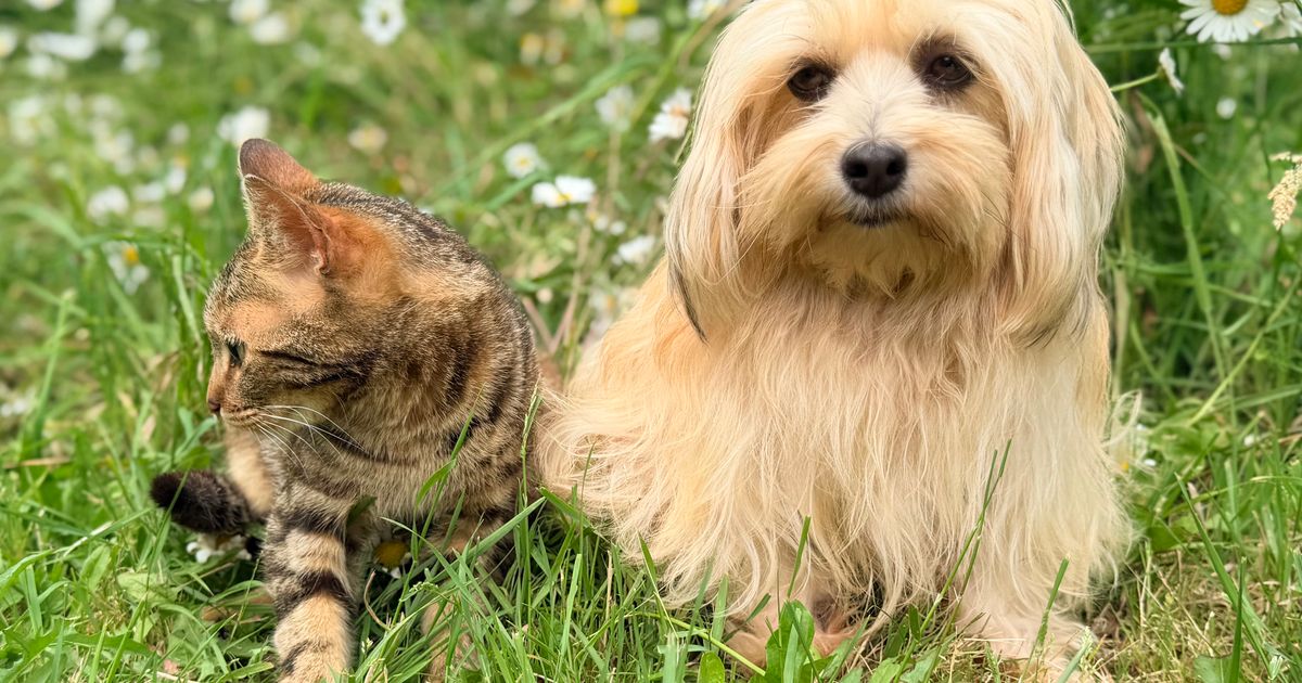 屋外で過ごす猫と犬